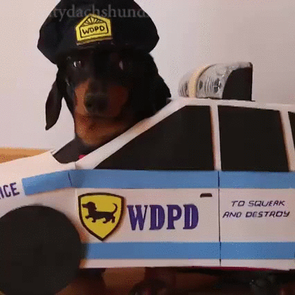 coche,dachshunds,juguete,ladron,perro,perseguir,policia