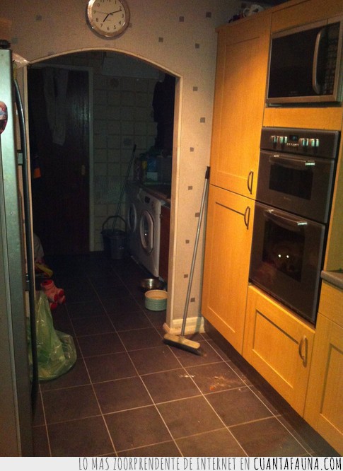 perros,fotos,escondidos,buscar,encontrar,juego,lista