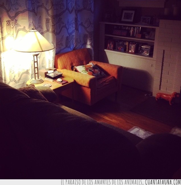 perros,fotos,escondidos,buscar,encontrar,juego,lista