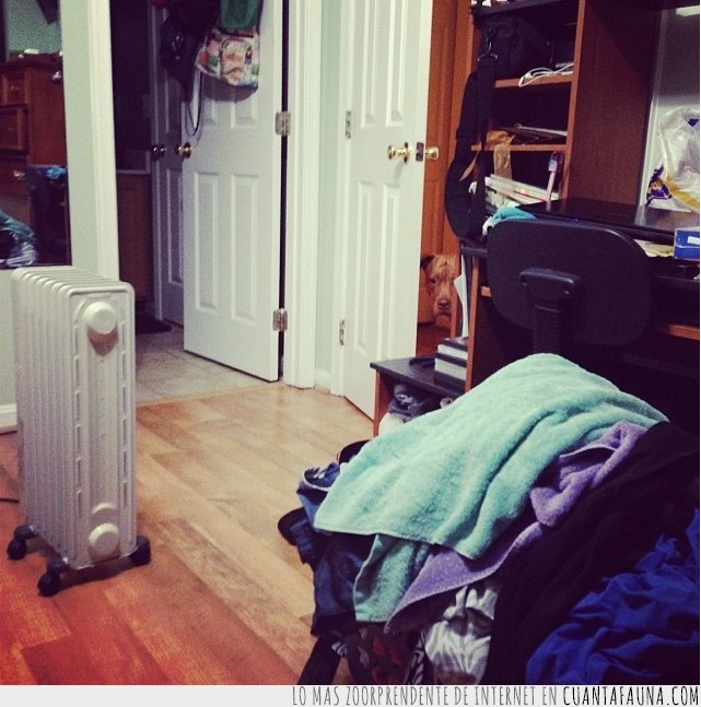 perros,fotos,escondidos,buscar,encontrar,juego,lista