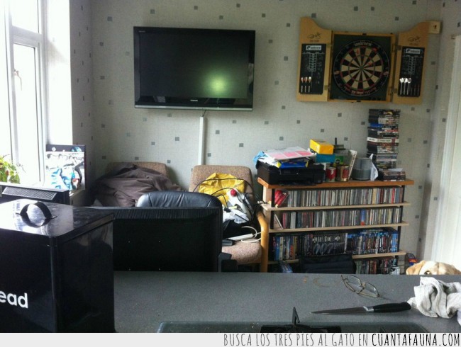 perros,fotos,escondidos,buscar,encontrar,juego,lista