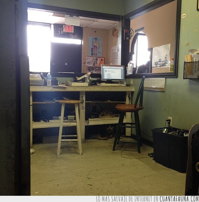 perros,fotos,escondidos,buscar,encontrar,juego,lista