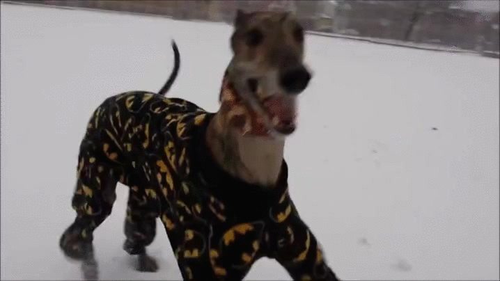 galgo,jugar,locura,maximo,nieve,perro,pijama de batman