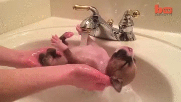 perro,cachorro,baño,agua,caliente,grifo,gustirrinin