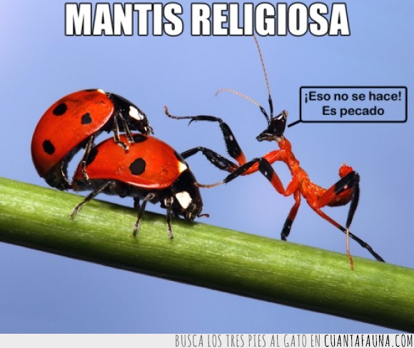 católico,fornicar,insectos,mantis religiosa,mariquita,pecado