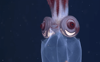 adorable,calamar,ojos,parece tierno siendo horrible,sepia