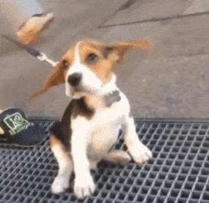 perro,orejas,aire,beagle,salida de aire