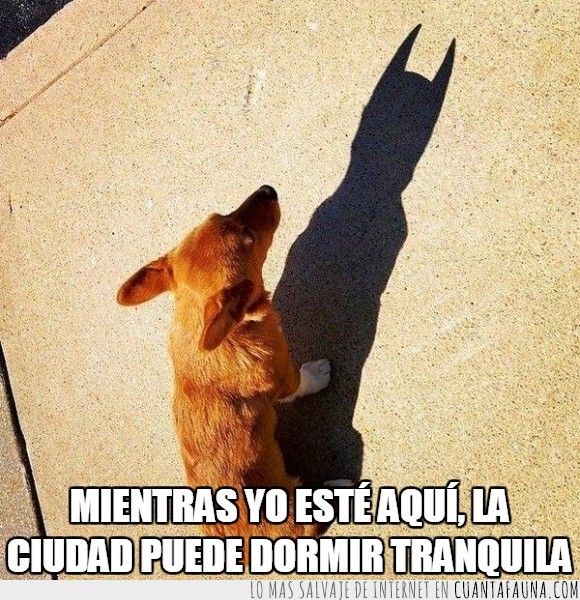 batdog,Batman,el caballero oscuro,héroe,miedo,murciélagos,perro,sombra