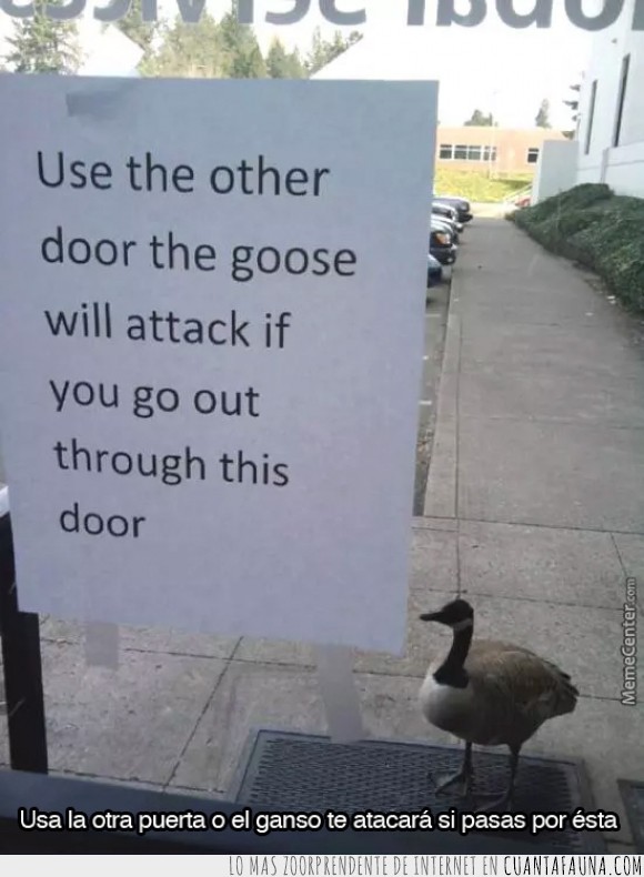 atacar,ave,aviso,ganso,goose,oca,otra,pato,puerta,salir
