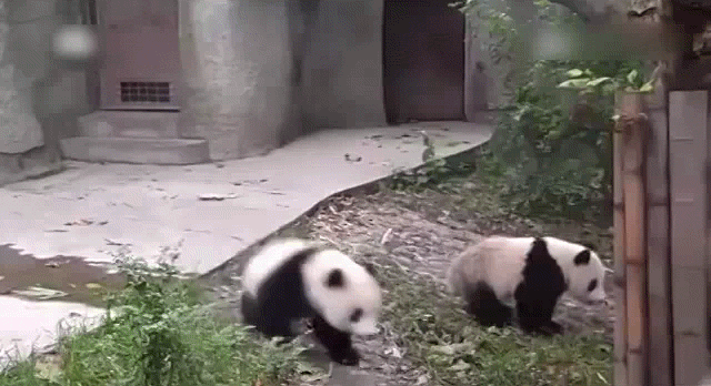 abrazar,adorables,cuidadora,oso,oso panda