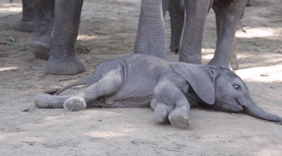 adorable,casi no se aguanta en pie,elefante,elefantito,tierno,torpe