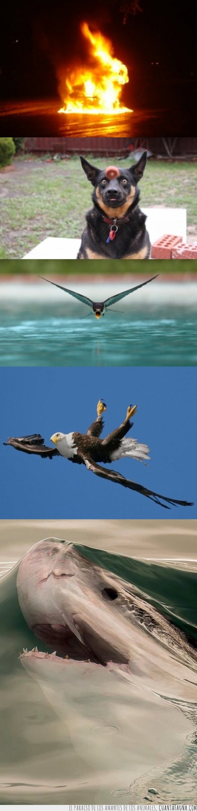 agua,águila,fuego,momento exacto,perro,pez,tiburón