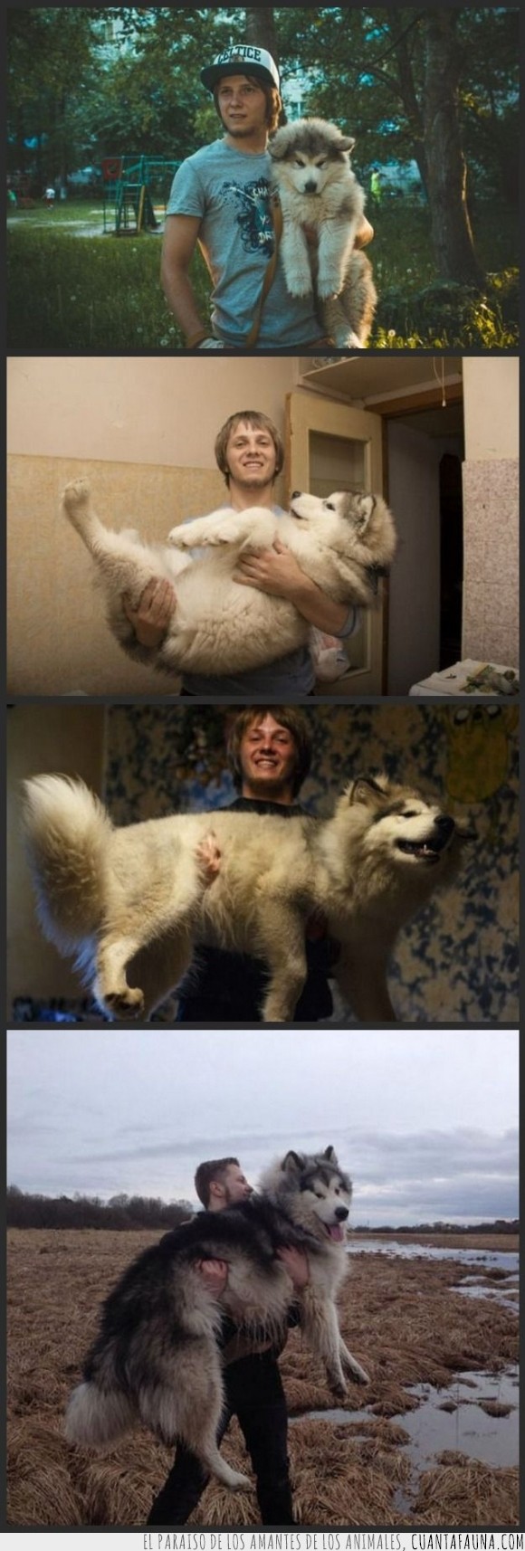 Alaska malalamute,cachorrito,cachorro,can,crecer,gigante,grande,pequeño,perro,tiempo