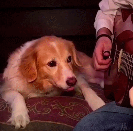 apartar,dejar de tocar,guitarra,mano,muy sutil,pata,perro,quitar