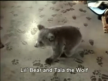 cachorro,jugar,lobezno,lobo,osezno,oso,tala the wolf