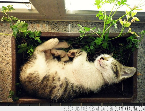 gatos,plantas,macetas,dormir,fotos,graciosos
