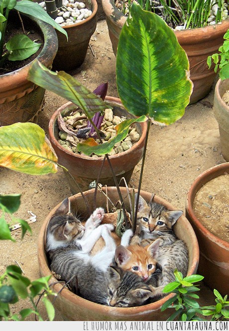25853 - Los gatos más 'bien plantados' del mundo