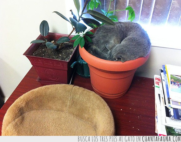 gatos,plantas,macetas,dormir,fotos,graciosos