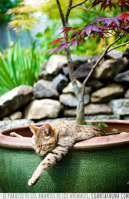 gatos,plantas,macetas,dormir,fotos,graciosos