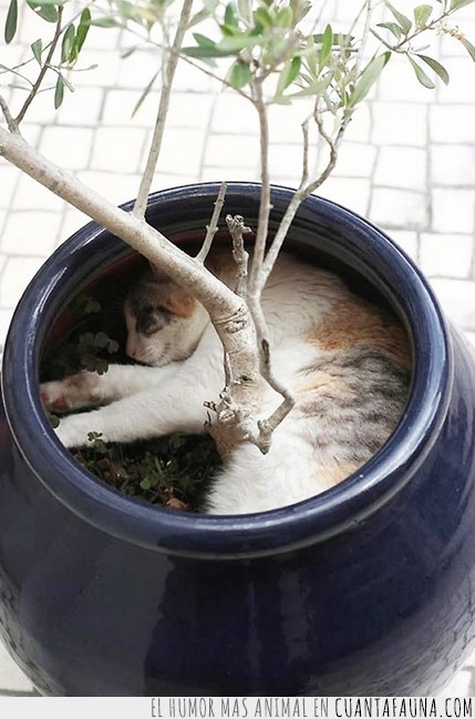 gatos,plantas,macetas,dormir,fotos,graciosos