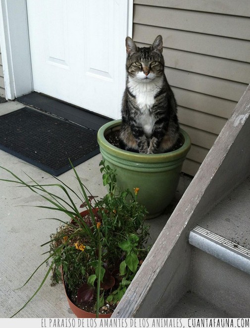 gatos,plantas,macetas,dormir,fotos,graciosos