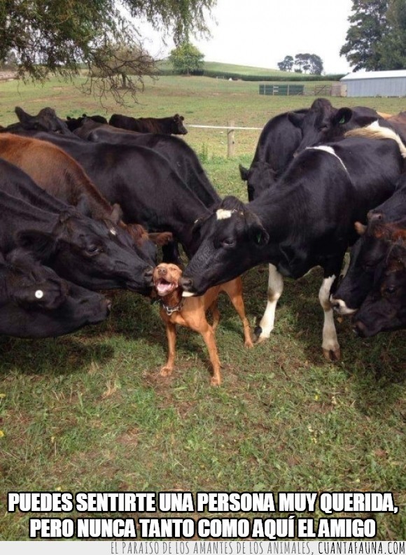 cara,felicidad,feliz,perro,sonrisa,vaca,centro de atencion