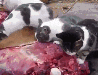 carne,comer,gato,mirada asesina,morros llenos de sangre,no molestes mientras comen