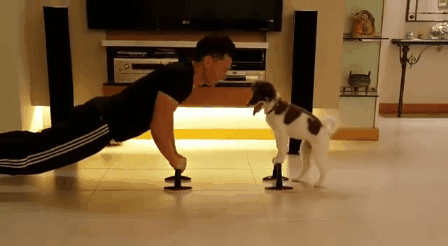cachorro,ejercicio,entrenar,flexiones,mejor amigo,perro