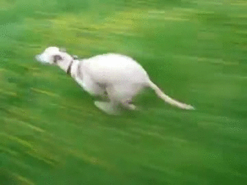 campo,correr,galgo,perro,rapido,velocidad