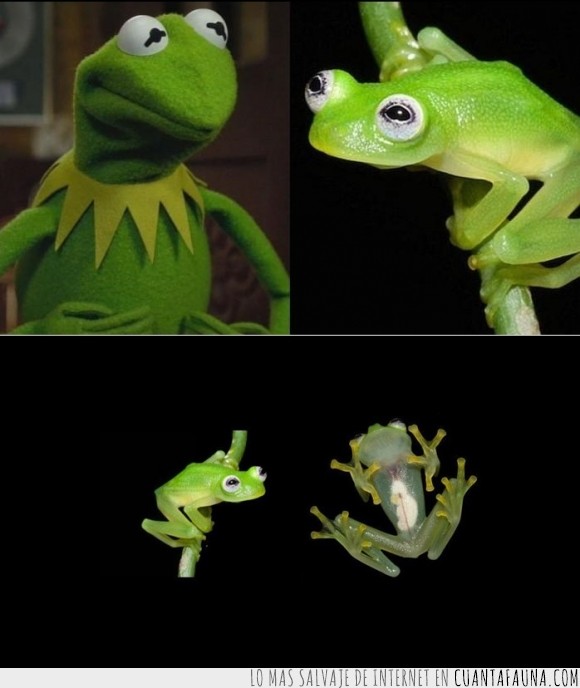Brian Kubicki,Costa Rica,Hyalinobatrachium Dianae,Kermit the Frog,Rana,Rana Gustavo