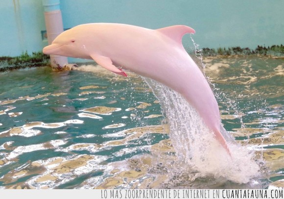 delfin,rosa,albino,color,rosado,hay una especie de delfines rosas pero no es esta,albinismo