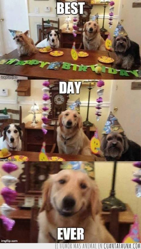 mejor,dia,perro,felicidad,cumpleaños,pastel,invitados,gorrito de cumpleaños,fiesta