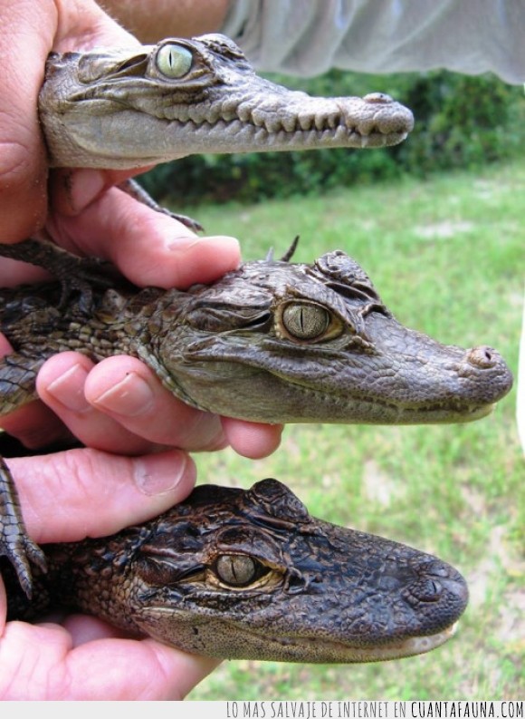 alligator,caiman,cara,cocodrilo,diferencia,diferente,morro