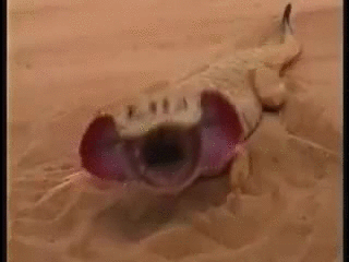 arena,boca enorme,desierto,enterrar,enterrarse,hundirse,iguana,lagarto,reptil