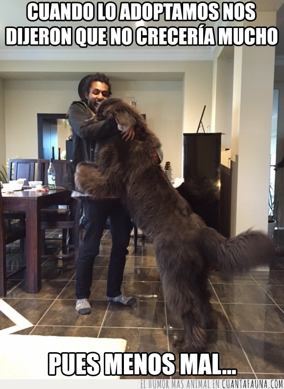 abrazar,abrazo,gigante,grande,mascota,pequeño,perro