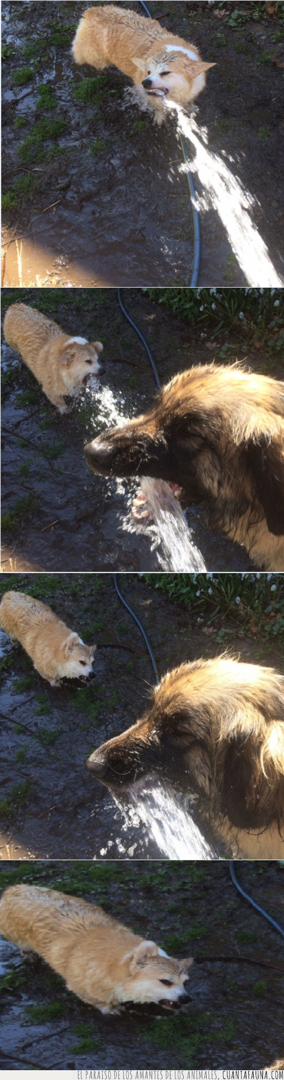 agua,beber,cara,fuente,manguera,odiar,odio,perros