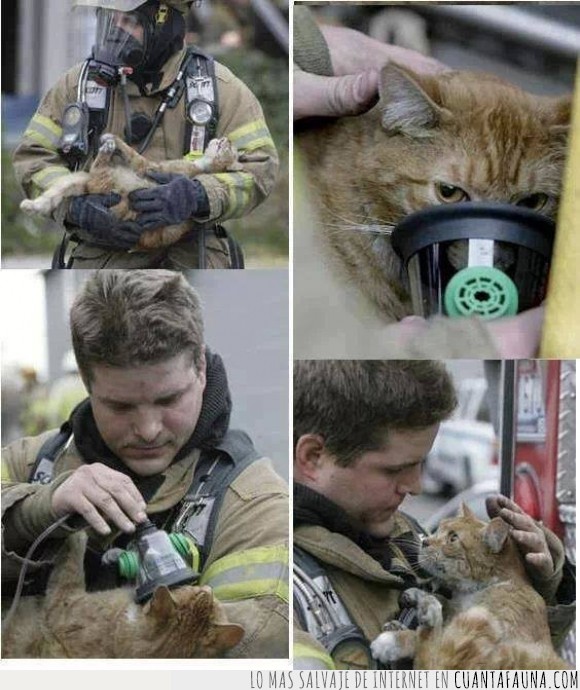 ayuda,bombero,gato,mirada,oxigeno,salvador,salvar