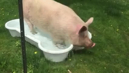 agua,bañarse,bañera,cerdito,cerdo,piscina