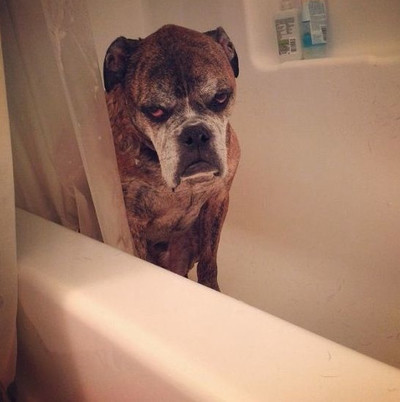 27241 - ¿Erais de los que amaban bañarse o lo odiabais? ¡VOTA! ¡Al agua... perros!