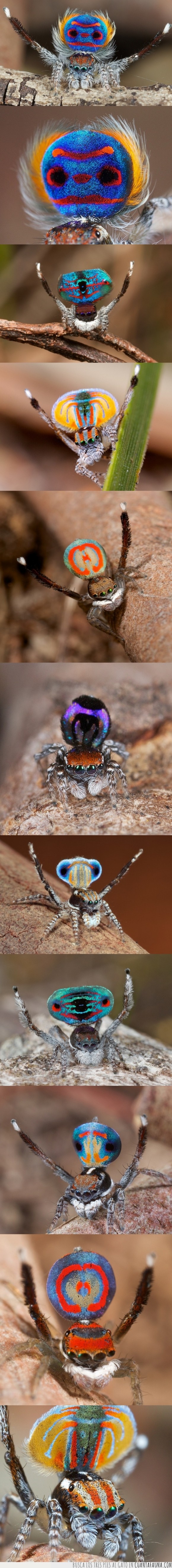 Araña Pavo Real,Arañas,Australia,Danza para atraer a su pareja,Hermosa,Muy pequeña