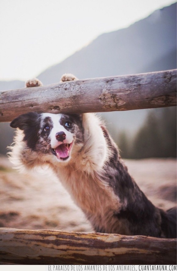 can,contento,fotogenico,fotografía,perro,sonrisa,tronco