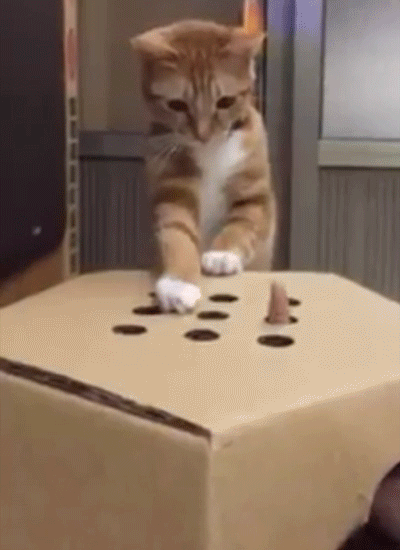 agujeros,caja,dedo,gato,jugar,gatito