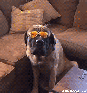 perro,swag,gafas,galleta,tal vez las gafas no le dejaban ver bien