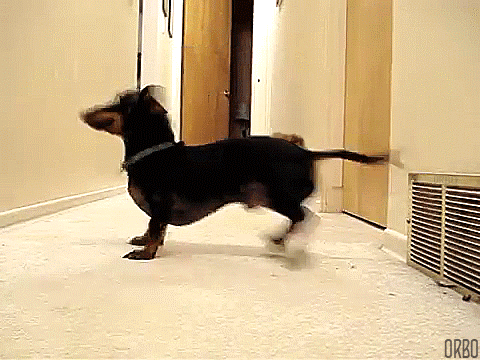 dachshunds,esperar,lanzar,pelota,perro,turnos