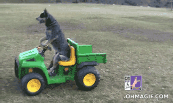coche,montar,perro,tractor