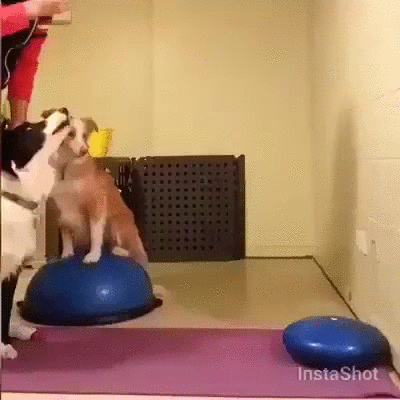 entrenamiento,equilibrio,hacer yoga,perros,vertical