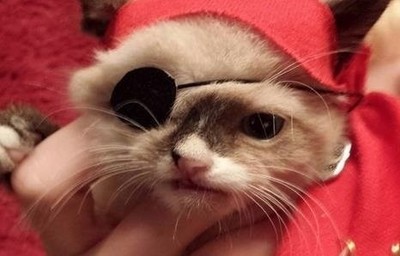 27788 - El gato pirata