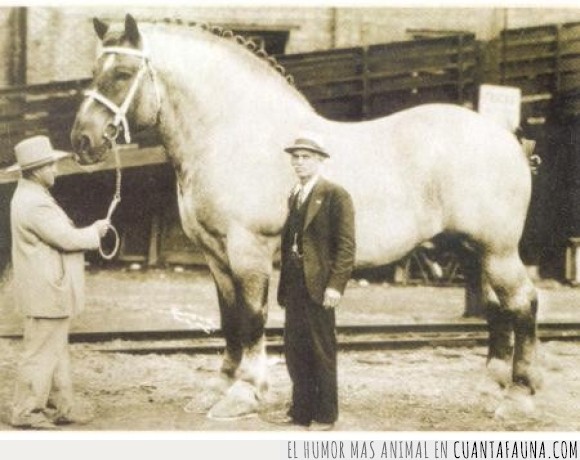 Caballo,enorme,equino,gigante,mammoth,mamut,record