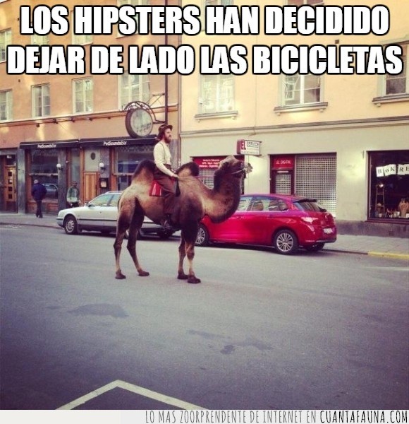calle,camello,dromedario,hipster,medio,moderno,retro,vintage