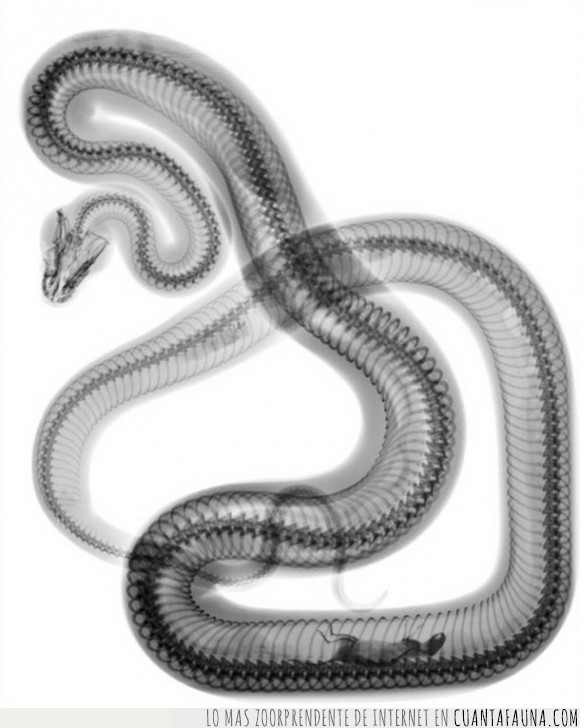27978 - Una serpiente recién almorzada vista en rayos X